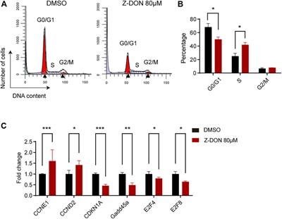 Transglutaminase 2 regulates terminal erythroid differentiation via cross-linking activity